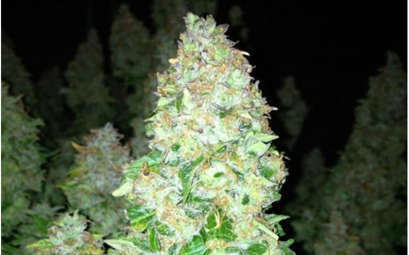 Auto Mazar - Dutch Passion