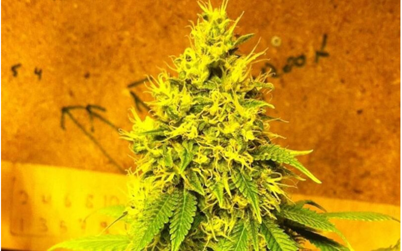 Auto Mazar - Dutch Passion