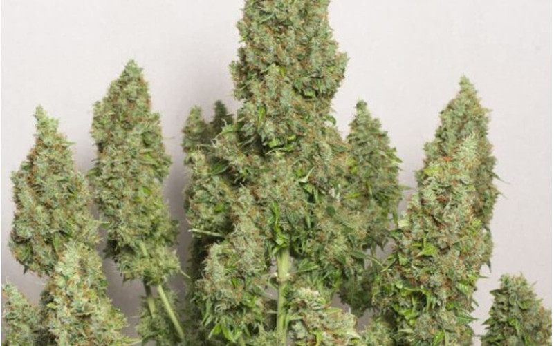 Auto Mazar - Dutch Passion