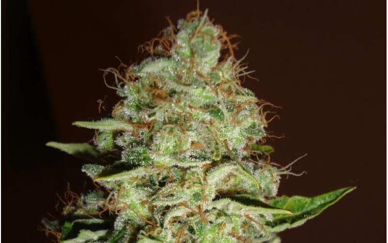 Mazar - Dutch Passion