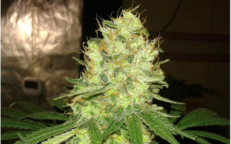 Mazar - Dutch Passion