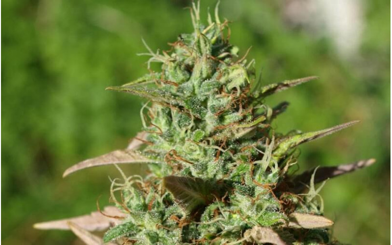 Mazar - Dutch Passion