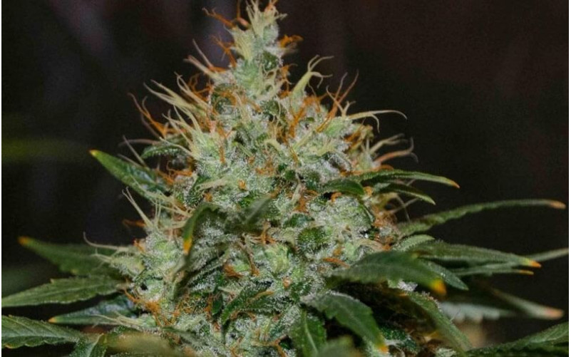 Mazar - Dutch Passion