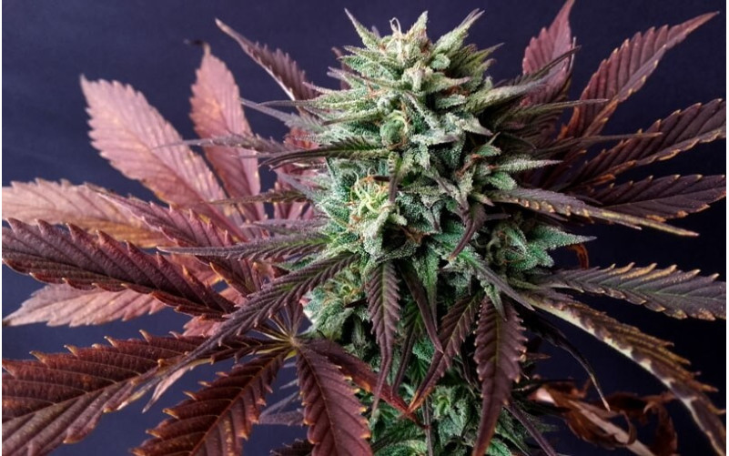 Brainstorm - Dutch Passion