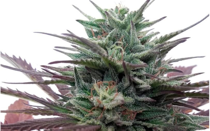 Brainstorm - Dutch Passion