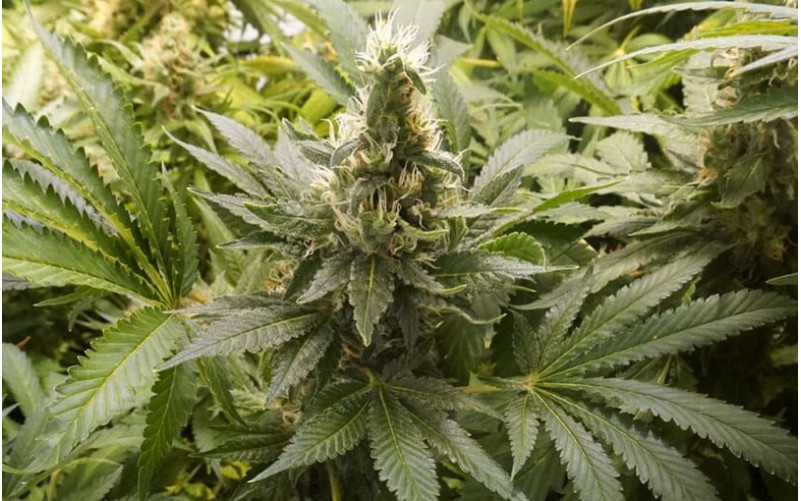 Brainstorm - Dutch Passion