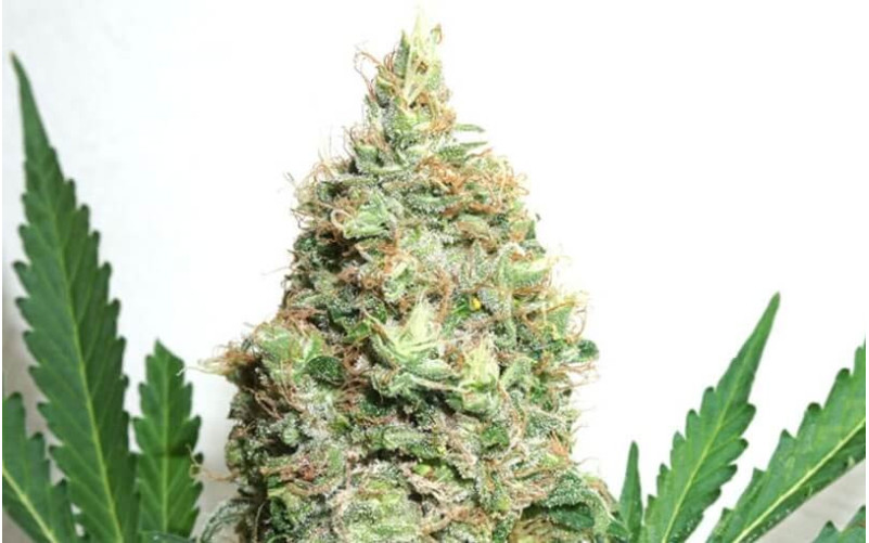 Brainstorm - Dutch Passion