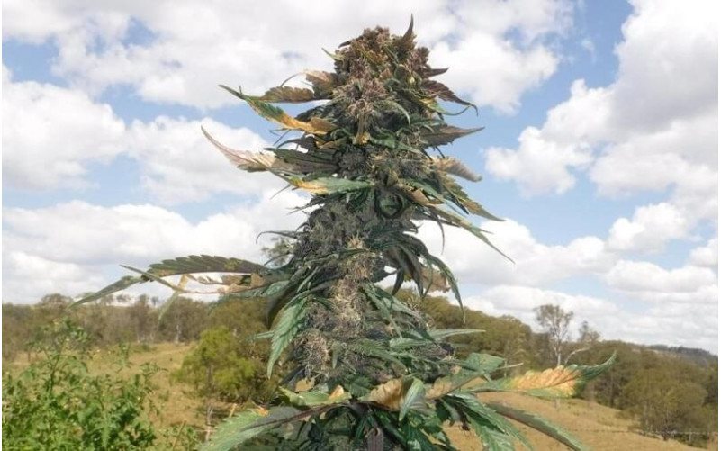 Auto Blackberry Kush - Dutch Passion Auto Blackberry Kush - Dutch Passion