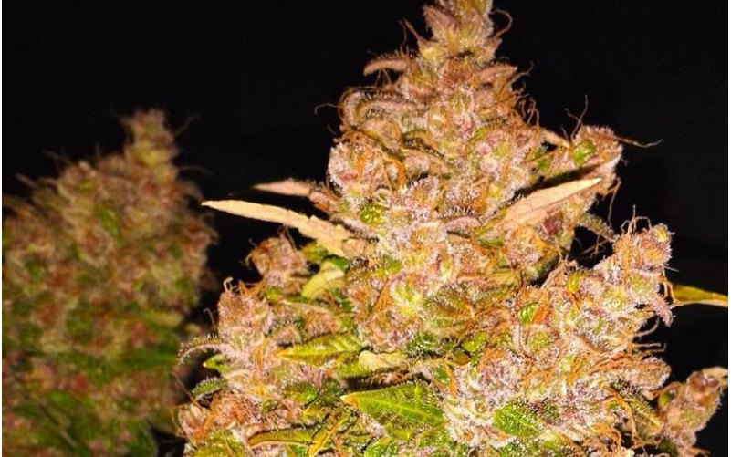 Auto Blackberry Kush - Dutch Passion Auto Blackberry Kush - Dutch Passion