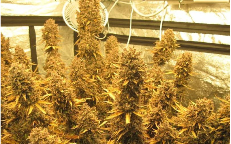 Auto Blackberry Kush - Dutch Passion Auto Blackberry Kush - Dutch Passion