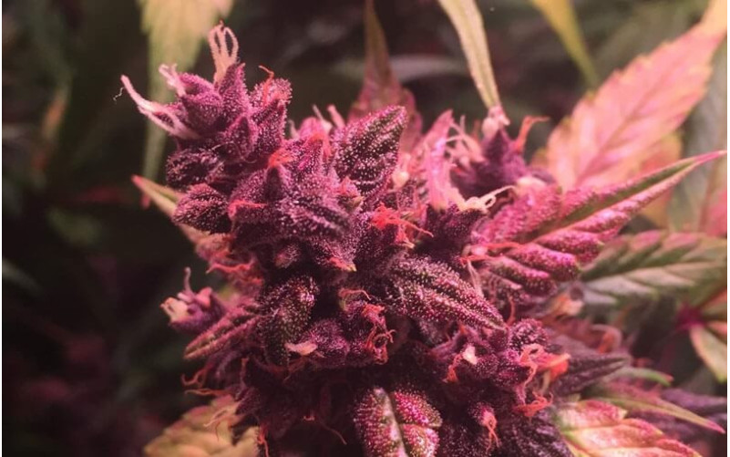 Auto Blackberry Kush - Dutch Passion Auto Blackberry Kush - Dutch Passion