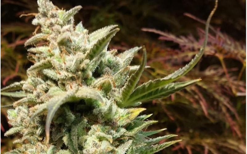 Auto Daiquiri Lime - Dutch Passion