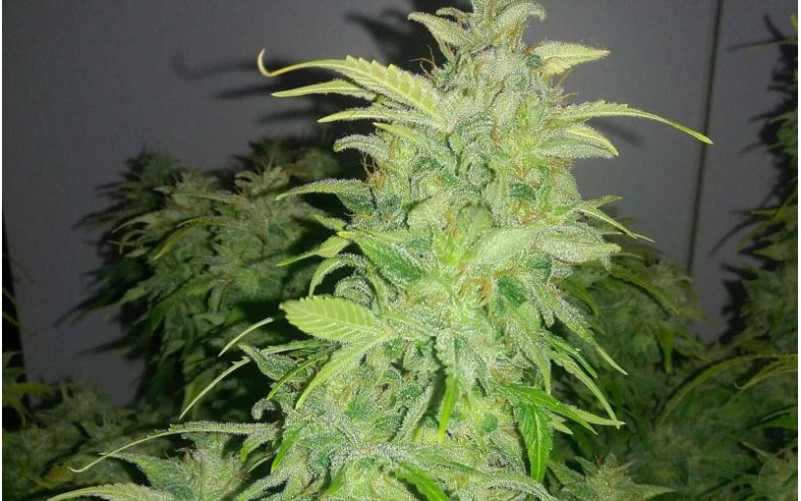 Orange Bud - Dutch Passion