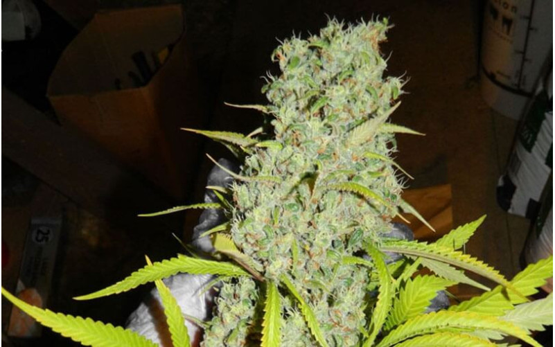 Orange Bud - Dutch Passion