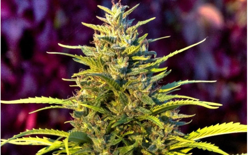 Orange Bud - Dutch Passion