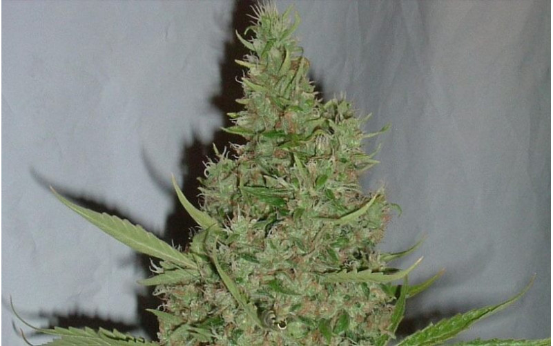 Orange Bud - Dutch Passion