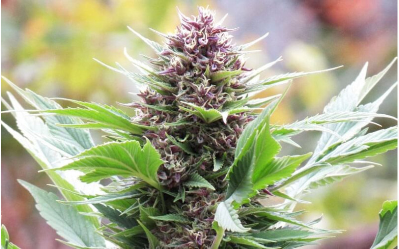 Frisian Duck - Dutch Passion