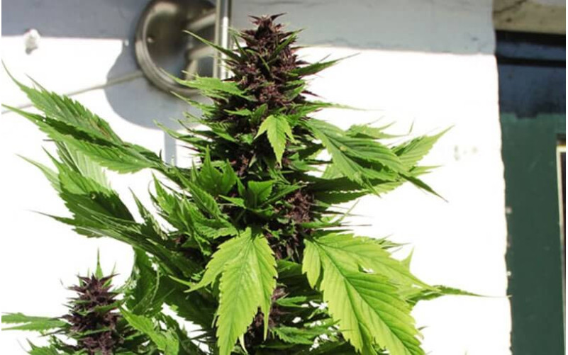 Frisian Duck - Dutch Passion