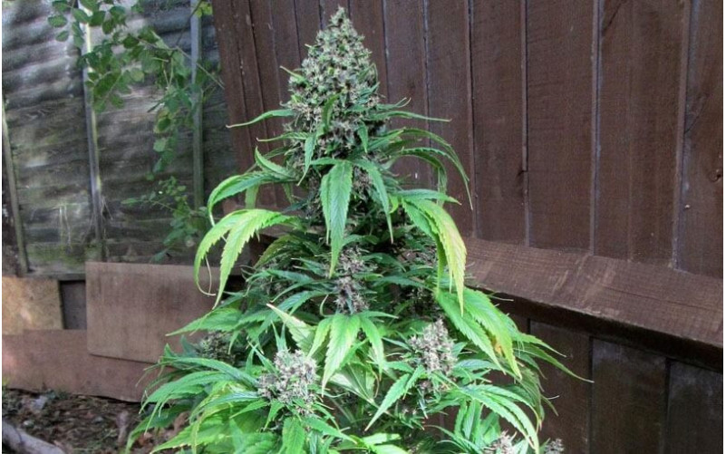 Frisian Duck - Dutch Passion