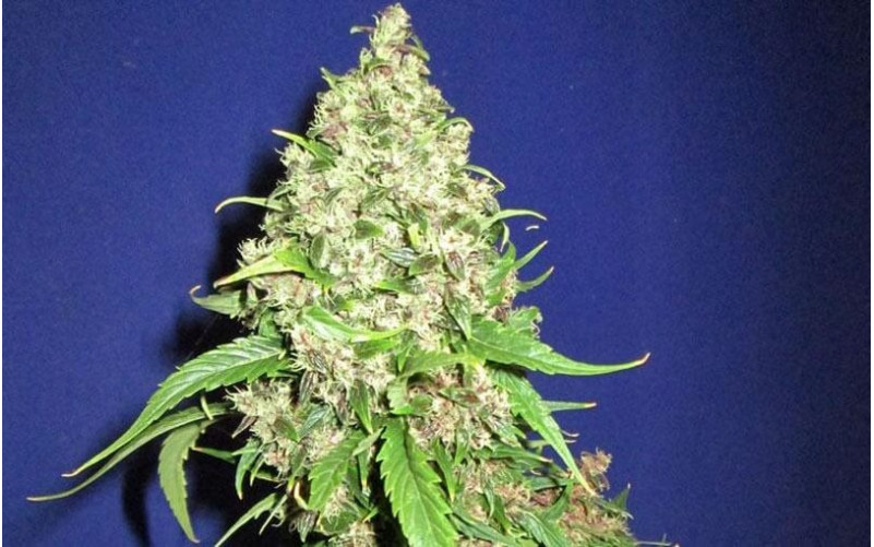 Frisian Duck - Dutch Passion