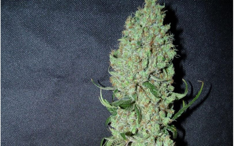 Power Plant - Dutch Passion