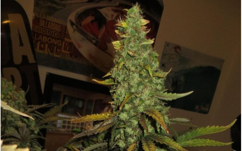 Power Plant - Dutch Passion