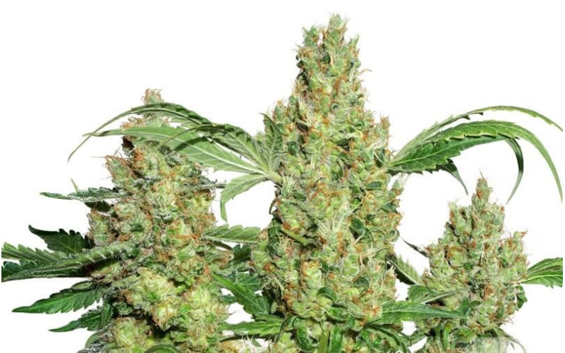 Power Plant - Dutch Passion