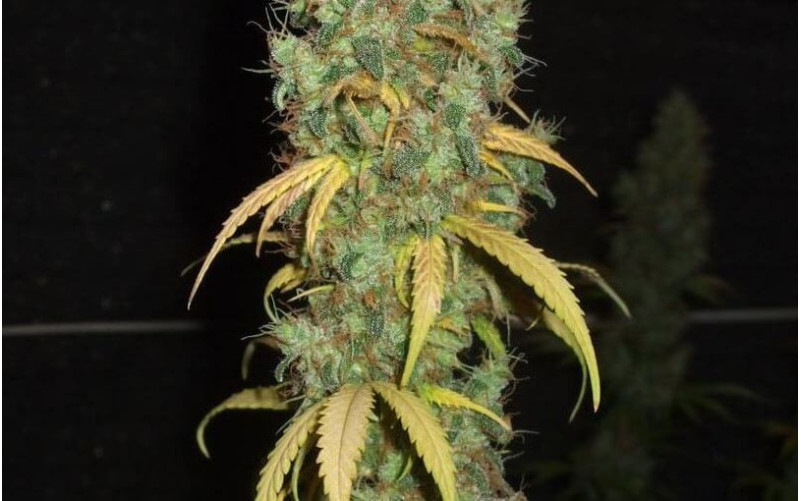 Power Plant - Dutch Passion