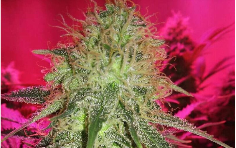 White Widow - Dutch Passion