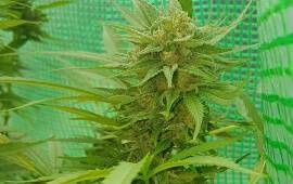 Blueberry - Dutch Passion