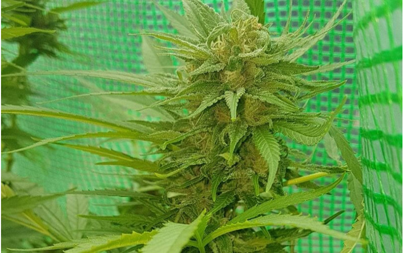 Blueberry Weed - Dutch Passion