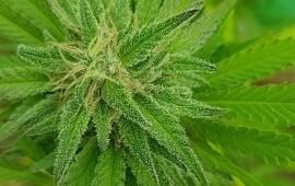 Blueberry - Dutch Passion