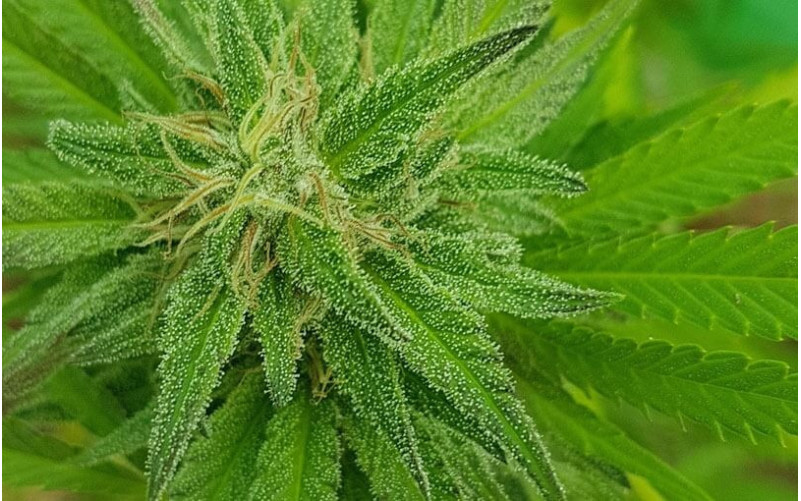 Blueberry Weed - Dutch Passion