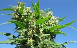 Blueberry - Dutch Passion