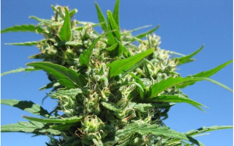 Blueberry Weed - Dutch Passion