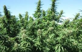 Blueberry - Dutch Passion