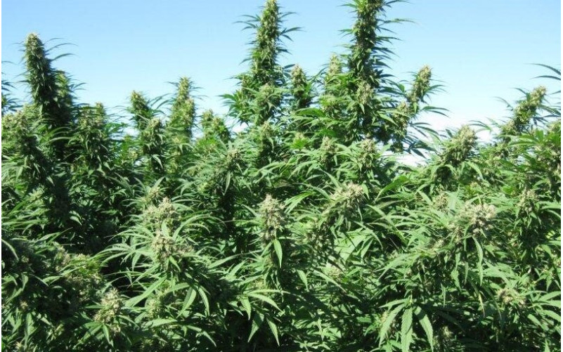 Blueberry Weed - Dutch Passion