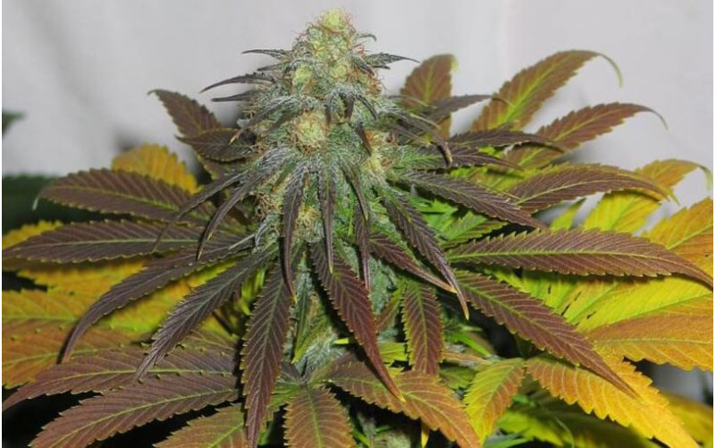 California Orange - Dutch Passion