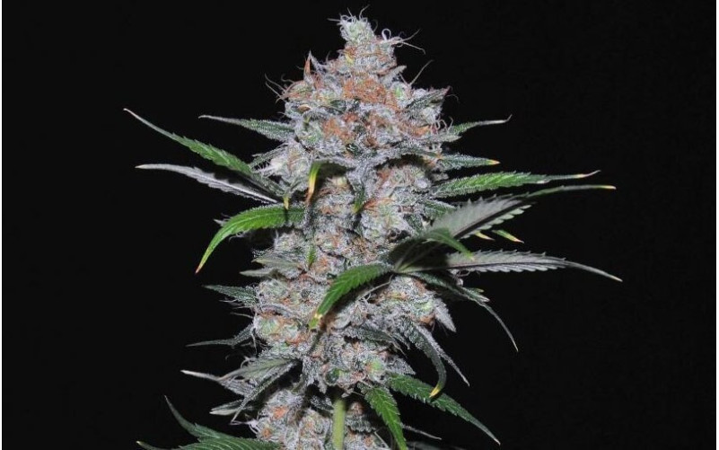 California Orange - Dutch Passion