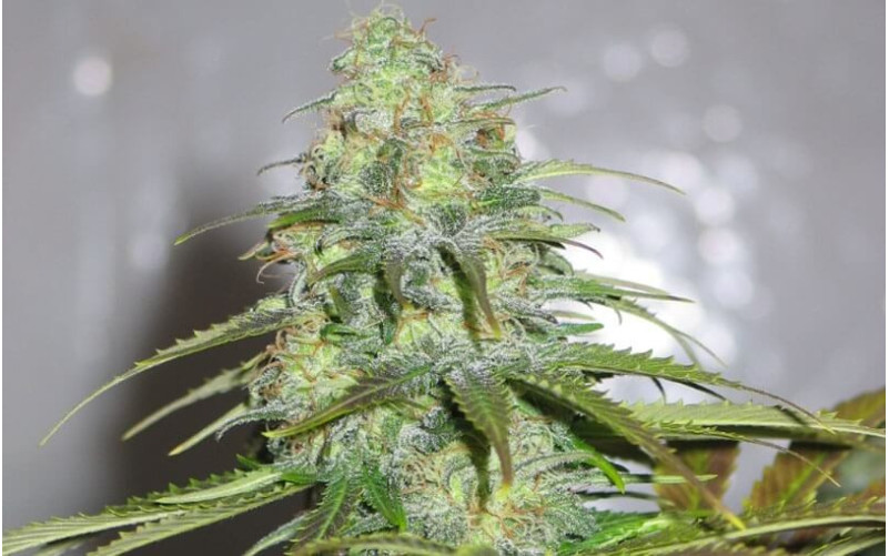 California Orange - Dutch Passion