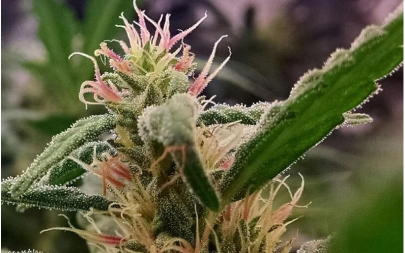 California Orange - Dutch Passion