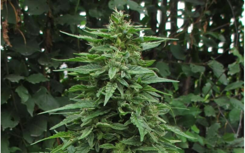 Think Different - Dutch Passion