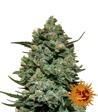 Cookies Kush - Barney´s Farm