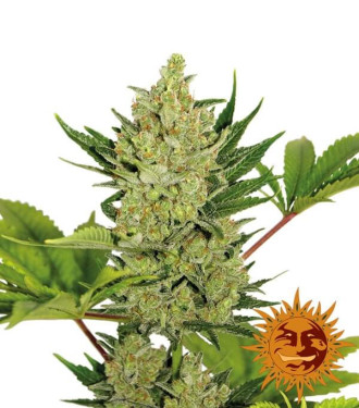 Blue Cheese Auto - Barney´s Farm