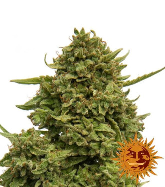 Pineapple Chunk - Barney´s Farm