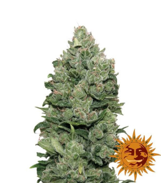 Top Dawg - Barney´s Farm