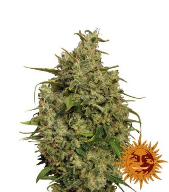 Sweet Tooth - Barney´s Farm