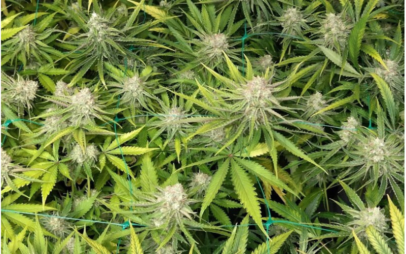 Peyote Cookies - Barney´s Farm Peyote Cookies - Barney´s Farm