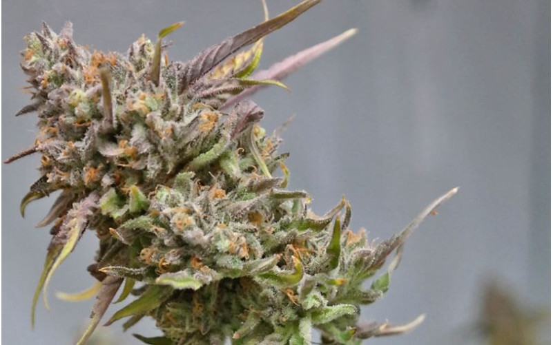 Peyote Cookies - Barney´s Farm Peyote Cookies - Barney´s Farm