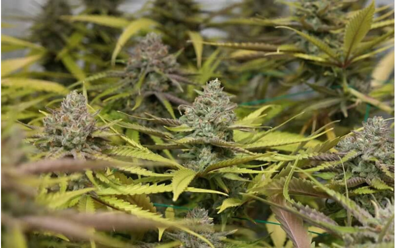 Peyote Cookies - Barney´s Farm Peyote Cookies - Barney´s Farm